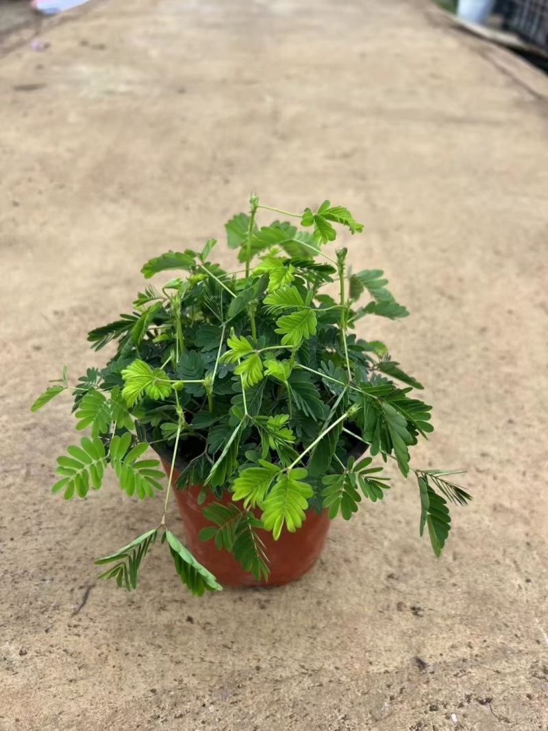 精品含羞草优质含羞草