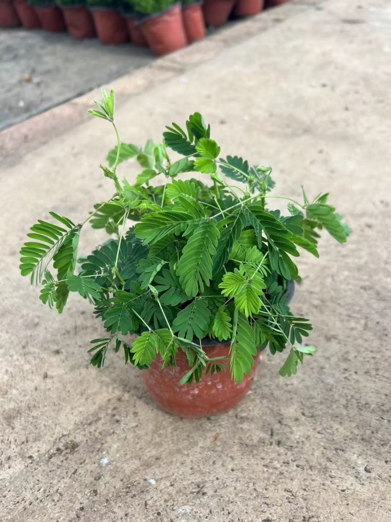 精品含羞草优质含羞草
