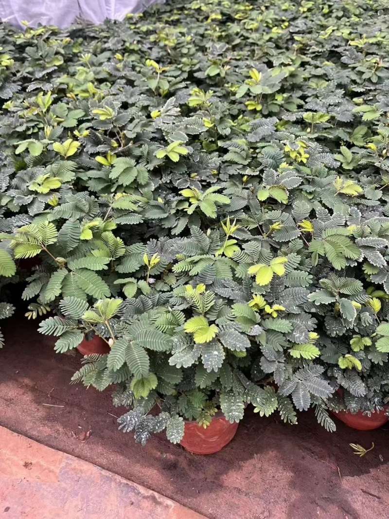 精品含羞草优质含羞草