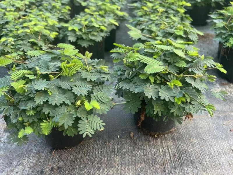 精品含羞草优质含羞草