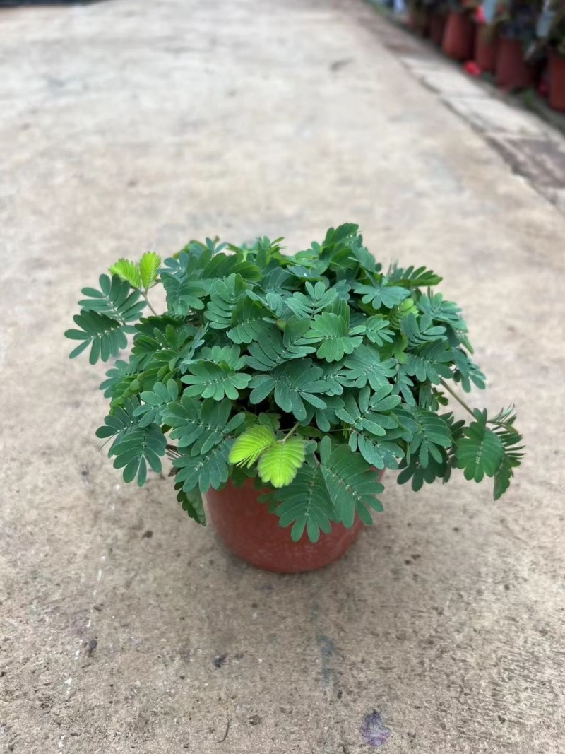 精品含羞草优质含羞草