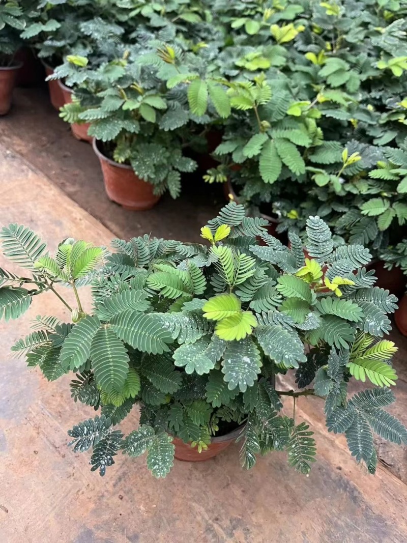 精品含羞草优质含羞草