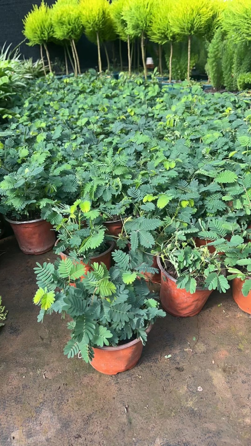精品含羞草优质含羞草