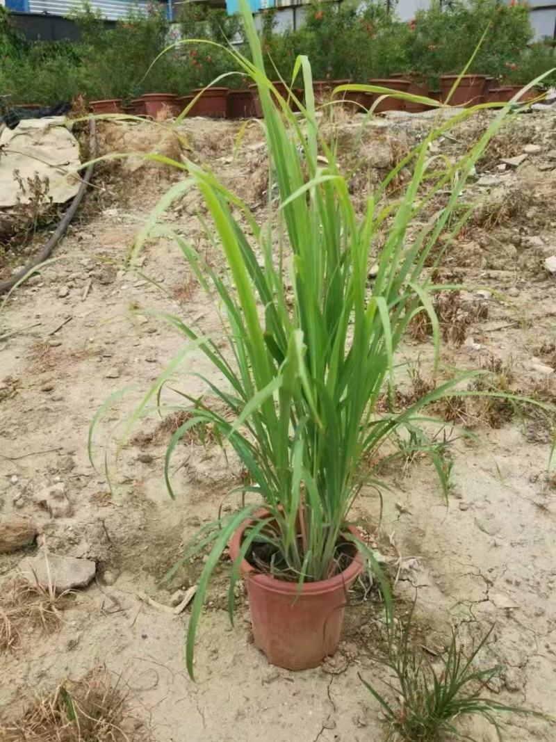 精品柠檬香茅优质柠檬香茅