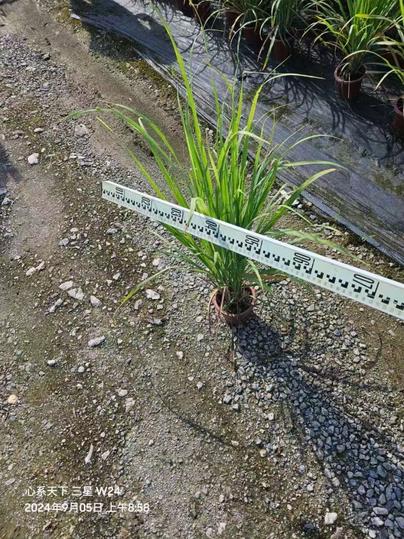 精品柠檬香茅优质柠檬香茅