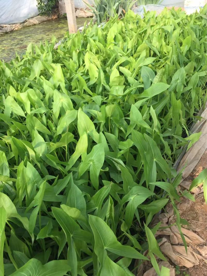 精品慈姑优质慈姑