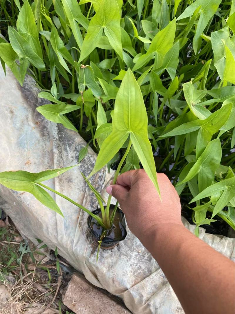 精品慈姑优质慈姑