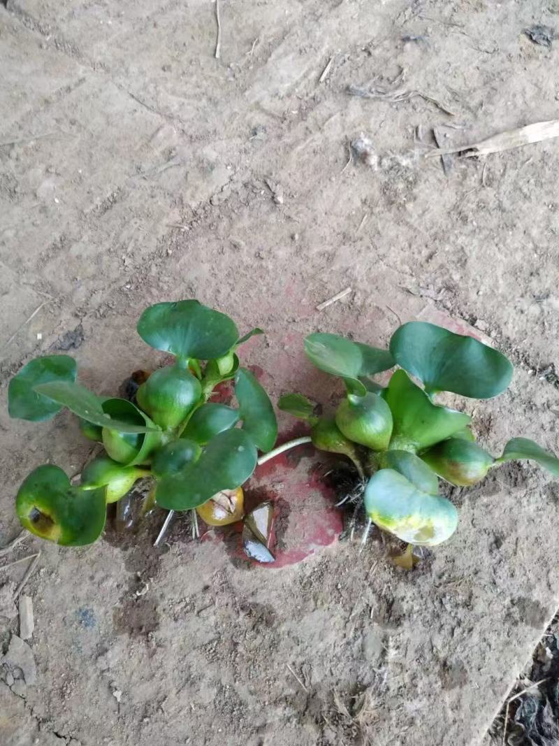 精品水葫芦优质水葫芦