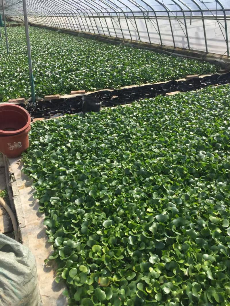 精品水葫芦优质水葫芦