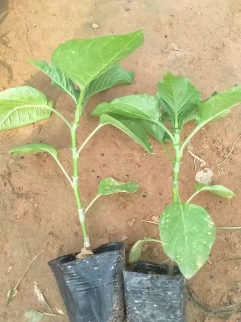 精品红蓼优质红蓼红蓼自产自销