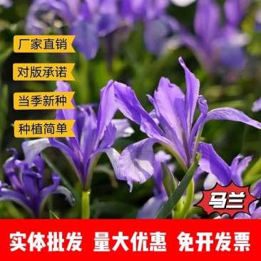 马兰厂家资源批发价全国发货价格便宜欢迎下单咨询