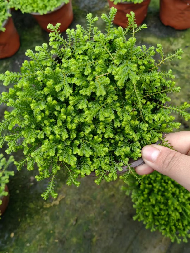 精品翠云草。优质