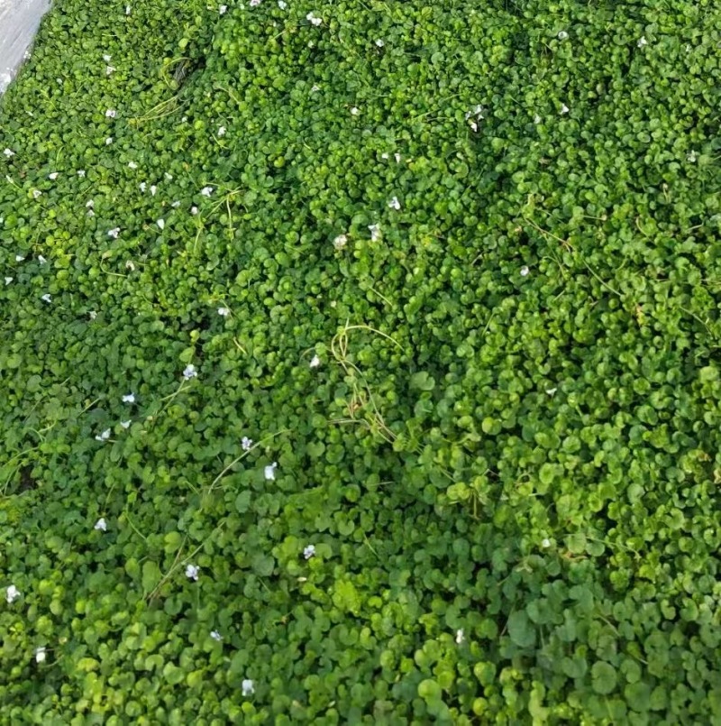 精品熊猫堇肾叶堇