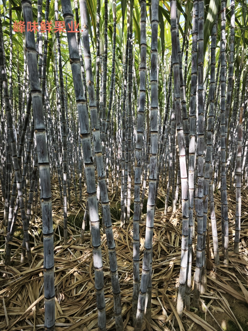 云南精品黑皮甘蔗