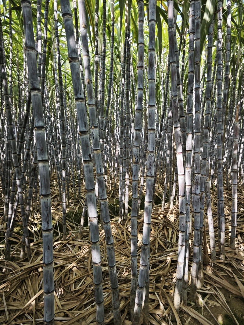 云南精品黑皮甘蔗