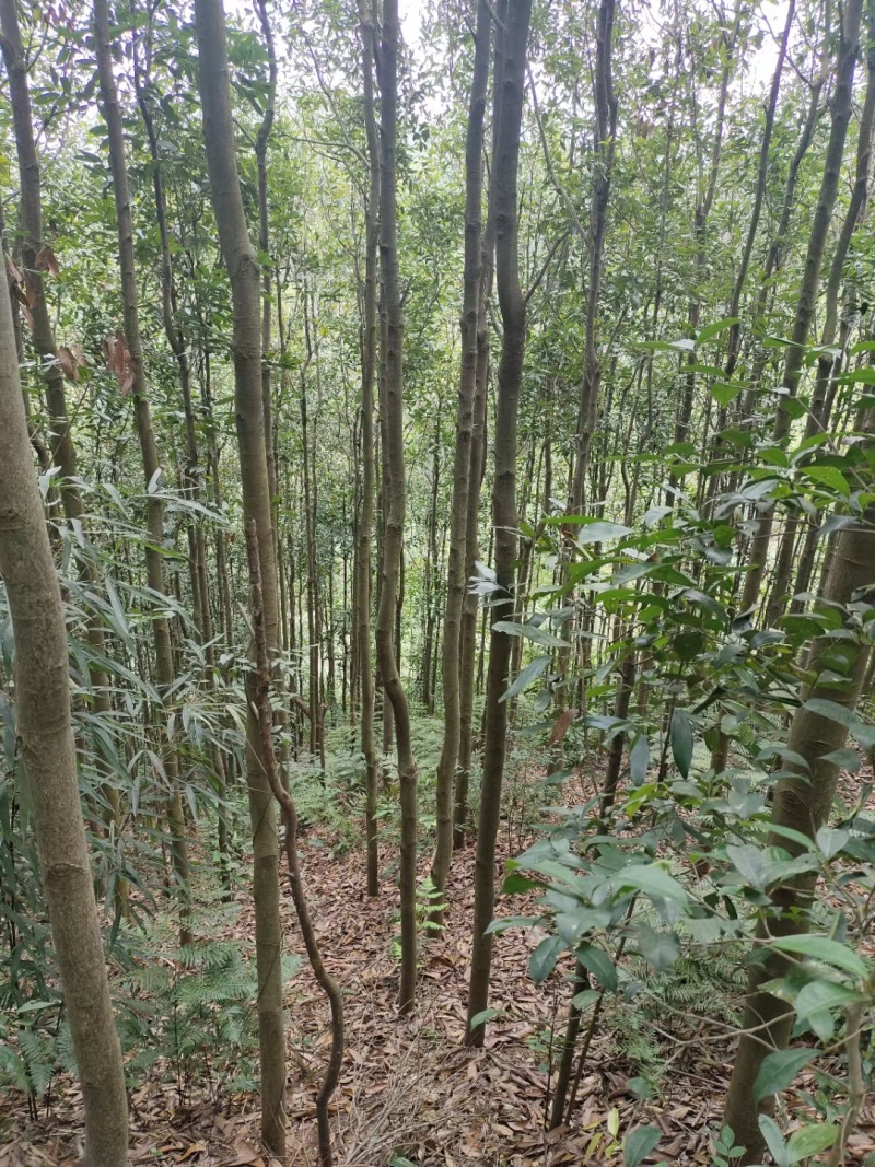 广西肉桂中通批发零售，欢迎来电咨询，规格齐全