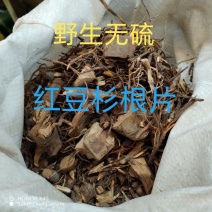 红豆杉树根1公斤红豆杉根原树根纯根中药材
