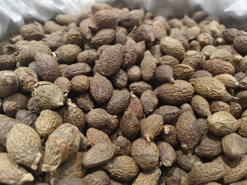 胖大海新货胖大海***正品保证假一赔十长果圆果胖大海