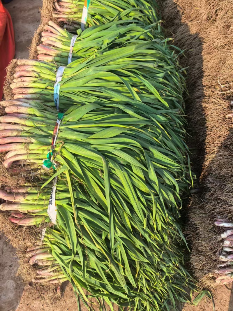 红根蒜苗大蒜苗香蒜苗湖北精品蒜苗产地供应一手货