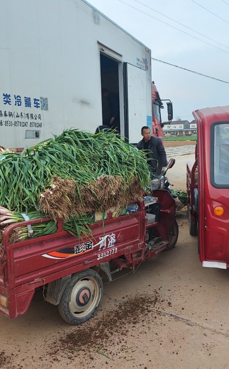 红根蒜苗大蒜苗香蒜苗湖北精品蒜苗产地供应一手货