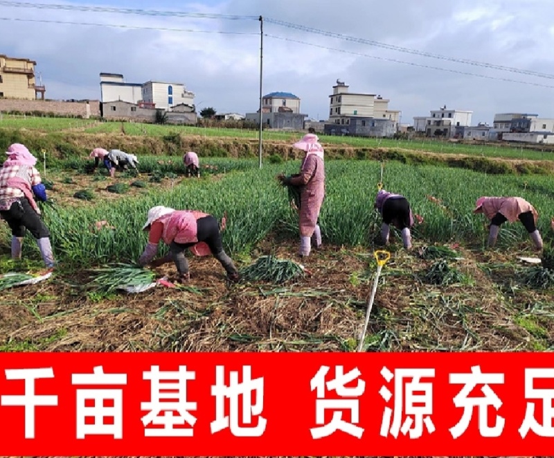 红根蒜苗大蒜苗香蒜苗湖北精品蒜苗产地供应一手货