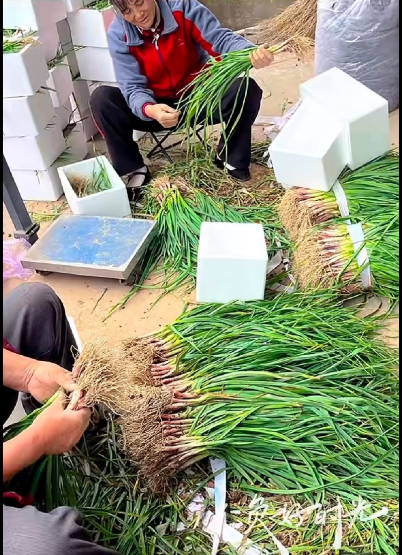 红根蒜苗大蒜苗香蒜苗湖北精品蒜苗产地供应一手货