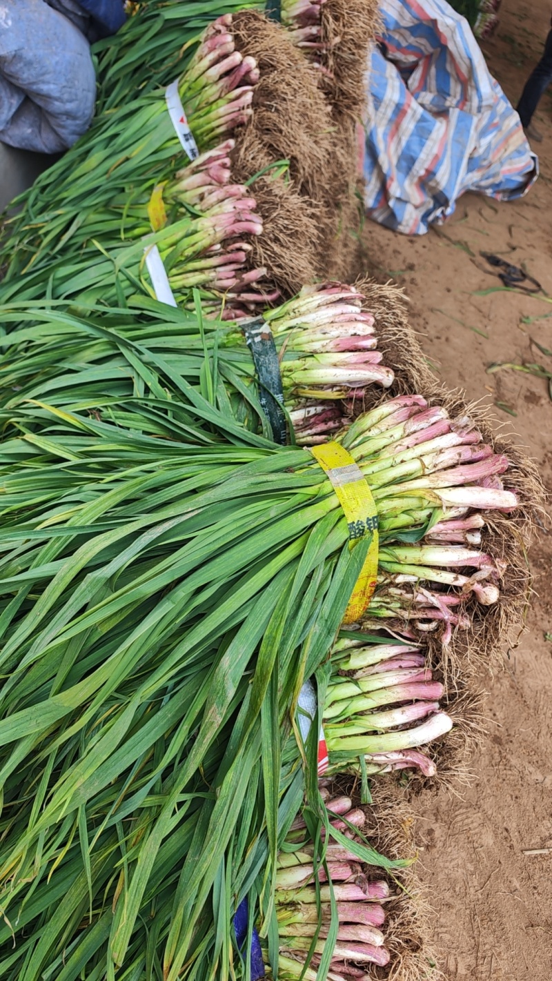 红根蒜苗大蒜苗香蒜苗湖北精品蒜苗产地供应一手货