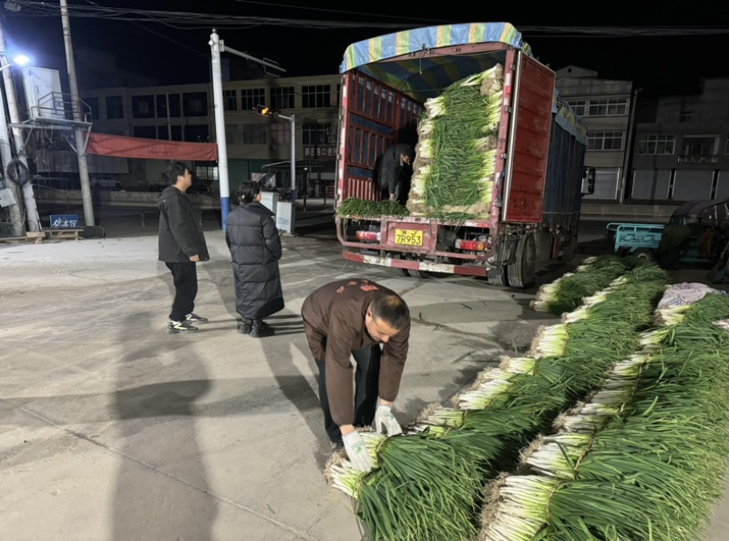 安徽优质分葱大葱适用市场/大型超市量大从优