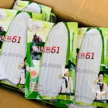 斯达糯51、54、38白糯玉米种子大田春秋高产鲜食甜味糯
