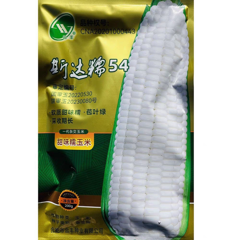 斯达糯51、54、38白糯玉米种子大田春秋高产鲜食甜味糯