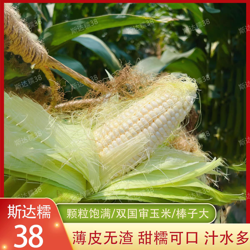 斯达糯51、54、38白糯玉米种子大田春秋高产鲜食甜味糯