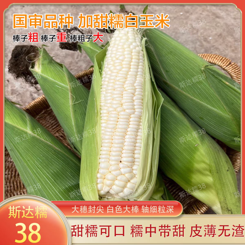 斯达糯51、54、38白糯玉米种子大田春秋高产鲜食甜味糯