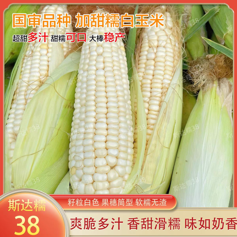 斯达糯51、54、38白糯玉米种子大田春秋高产鲜食甜味糯