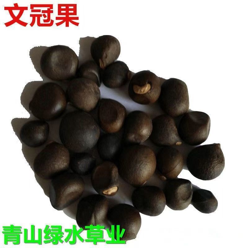 精选当年文冠果种子发芽率百分之八十以上