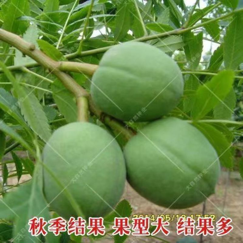 精选当年文冠果种子发芽率百分之八十以上