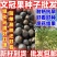 精选当年文冠果种子发芽率百分之八十以上