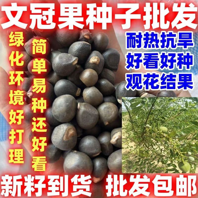 精选当年文冠果种子发芽率百分之八十以上