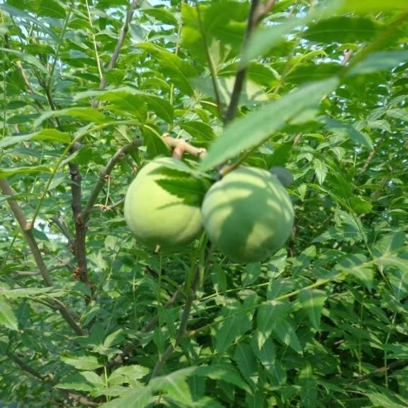 精选当年文冠果种子发芽率百分之八十以上