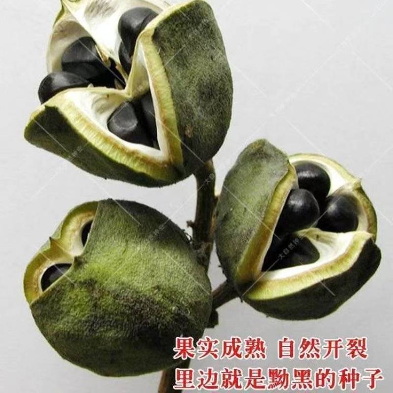 精选当年文冠果种子发芽率百分之八十以上