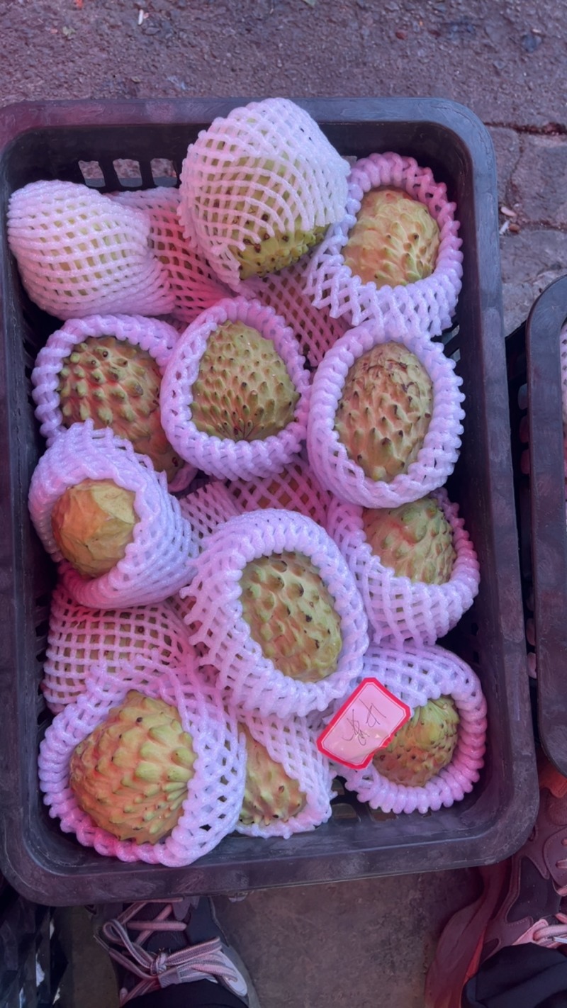 云南释迦果，大量上市，产地直发，接进出口贸易