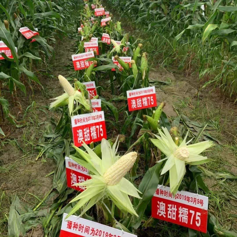 澳甜糯75玉米种子白甜糯玉米种子大棒高产早熟玉米香甜糯细