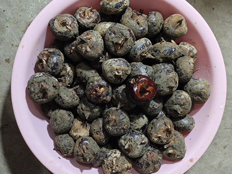 供应优质马蹄