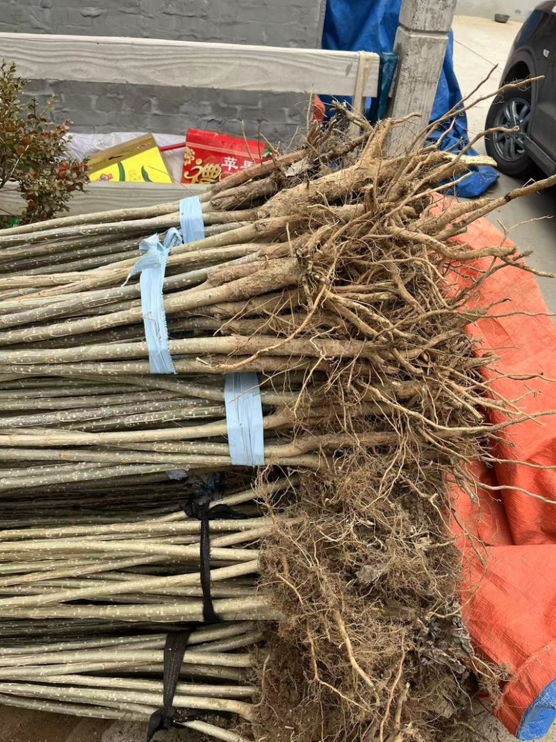 江苏杨树苗自家基地品质保证诚信经营欢迎联系各规格都有