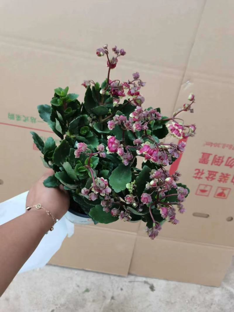 精品宫灯长寿优质宫灯长寿花