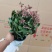精品宫灯长寿优质宫灯长寿花