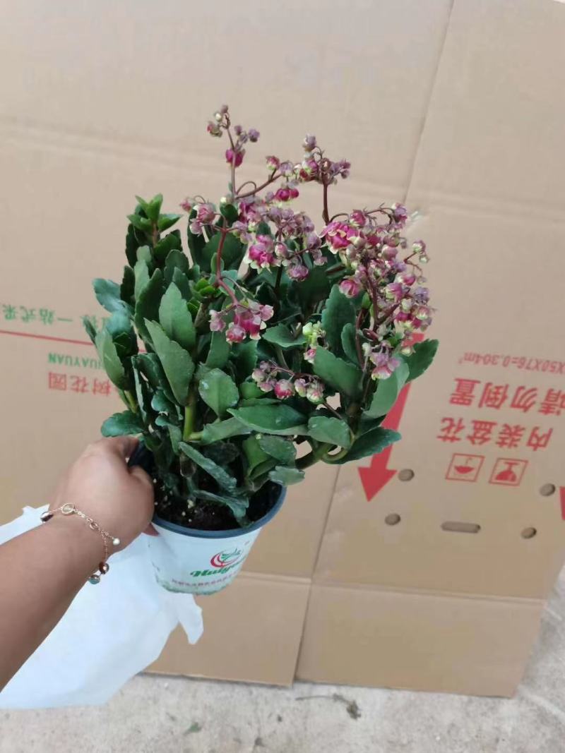 精品宫灯长寿优质宫灯长寿花