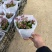 精品宫灯长寿优质宫灯长寿花