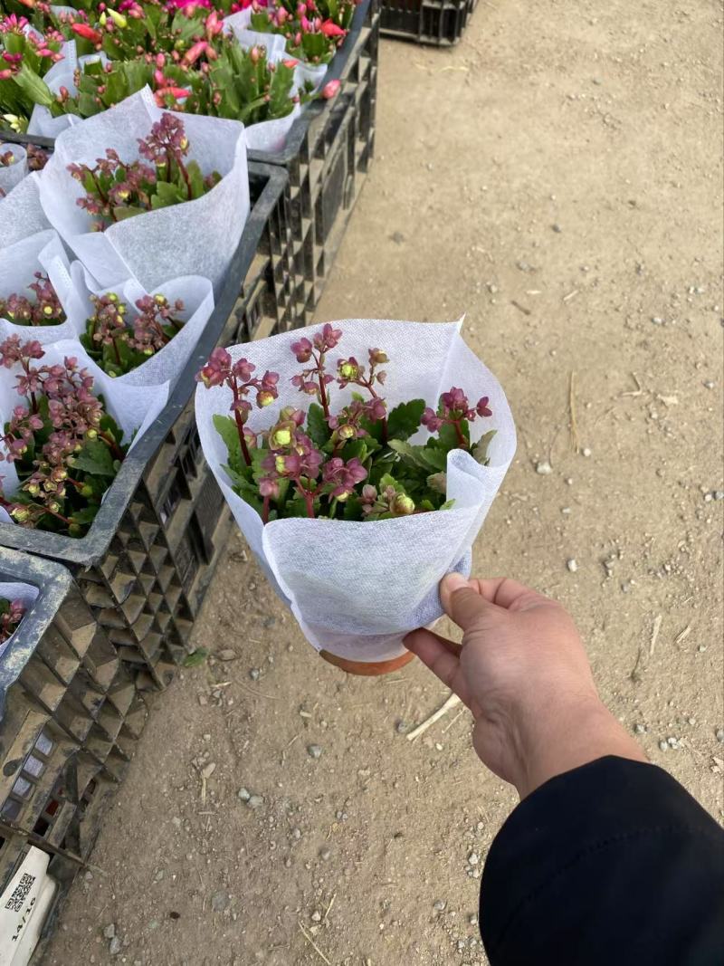 精品宫灯长寿优质宫灯长寿花