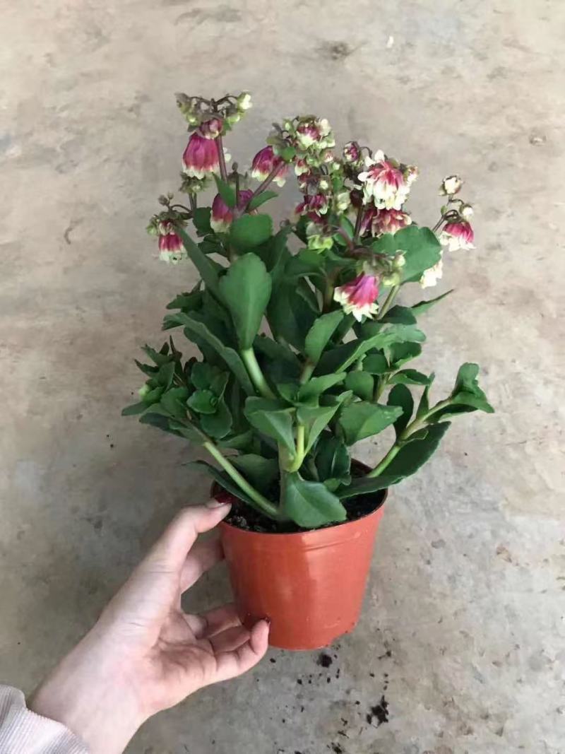 精品宫灯长寿优质宫灯长寿花
