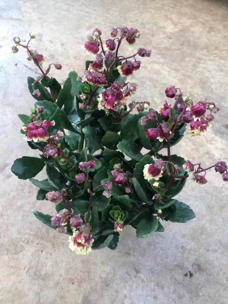 精品宫灯长寿优质宫灯长寿花